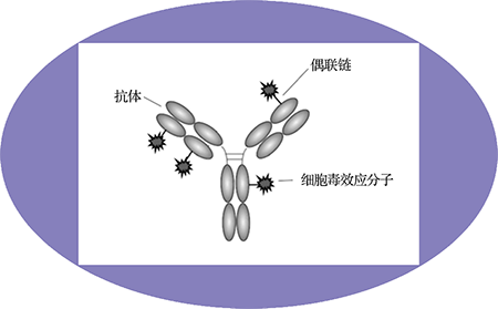 南宫NG28ADC临床前服务之ADC结构 南宫NG28ADC临床前服务之ADC结构