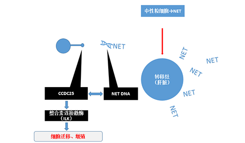 除了单纯的捕获，NET DNA与CCDC-25的结合还加强了癌细胞的侵袭行为，推进了癌症的肝转移。