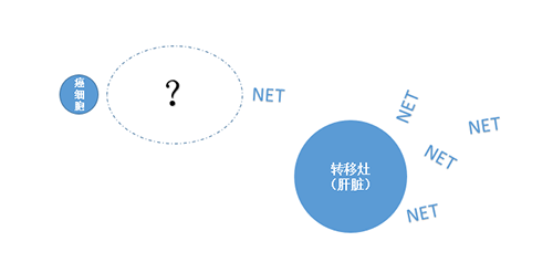 NET在癌细胞肝转移中起到了沉要作用