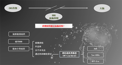 人为合成NT类脂质盛开血脑樊篱，为CNS药物打开新局面