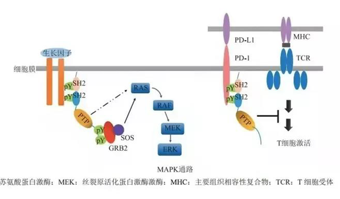 晚期恶性肿瘤患者的福音，SHP2变构抑造剂RG001片获批临床.png