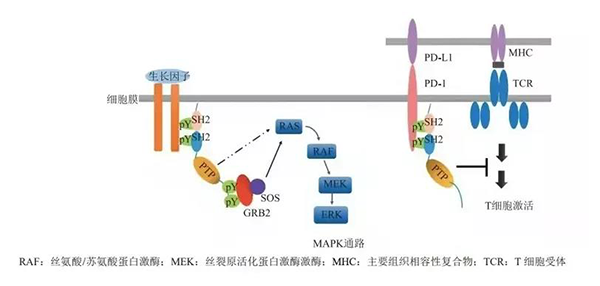 晚期恶性肿瘤患者的福音！南宫NG28助力凌达生物SHP2变构抑造剂RG001片获批临床 