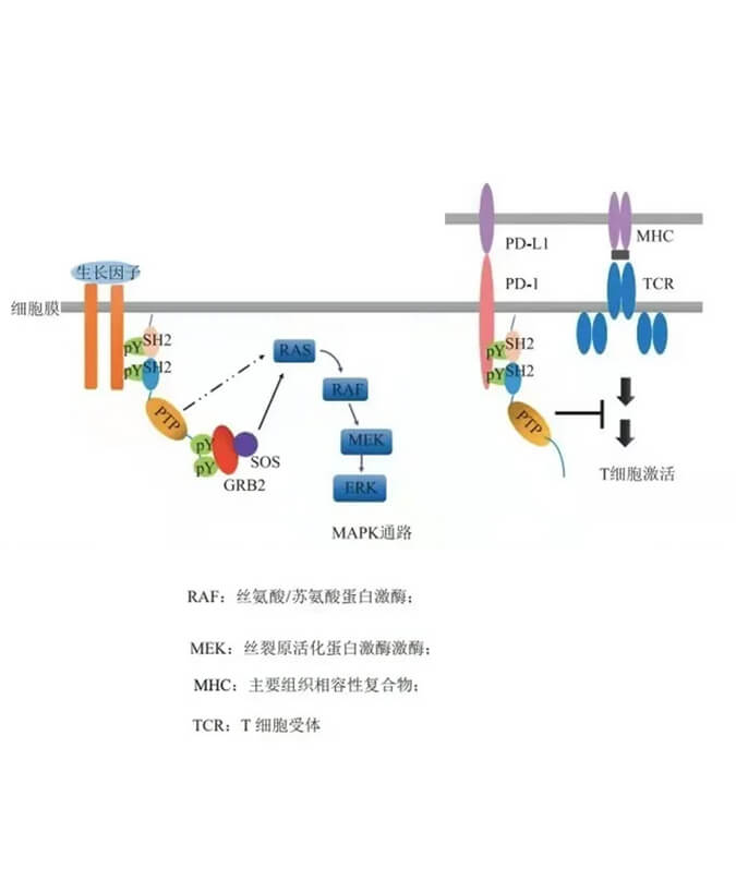南宫NG28助力凌达生物SHP2变构抑造剂RG001片获批临床.jpg