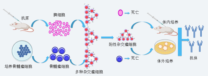 南宫NG28抗体开发技术