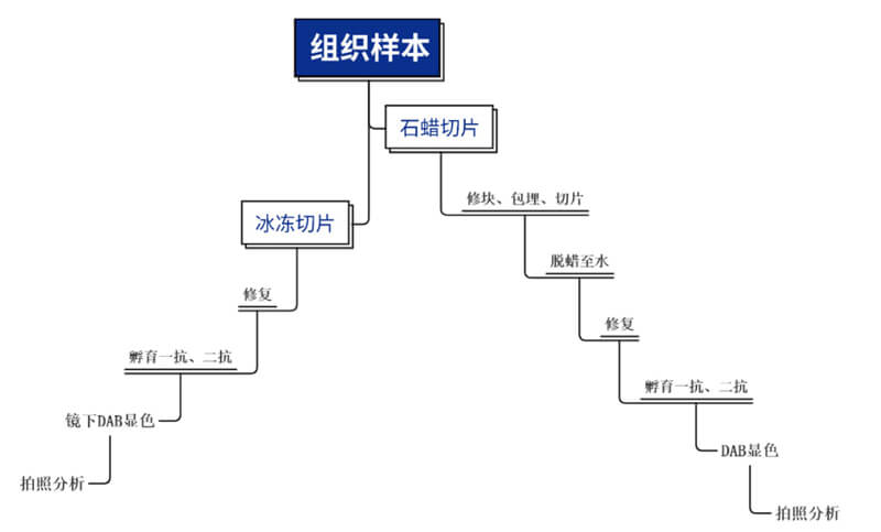 免疫组化处置流程.jpg 免疫组化处置流程.jpg