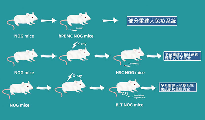 评价肿瘤药物的动物药效模型，你选对了吗.jpg