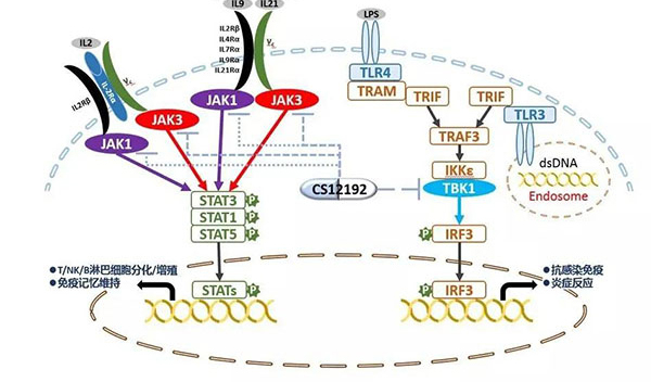 自身免疫疾病或迎新疗法！南宫NG28助力微芯生物CS12192获批FDA.jpg