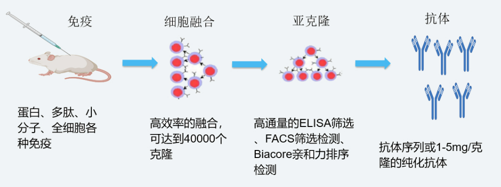 南宫NG28杂交瘤技术平台开发流程
