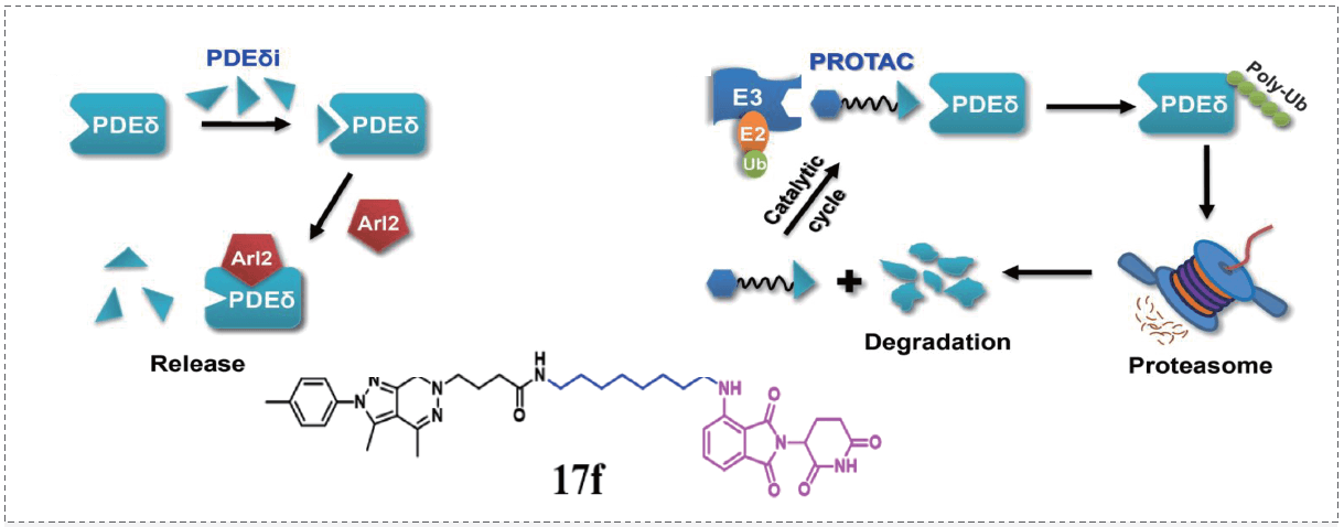 PROTAC战术和KRAS-PDEδ抑造剂Compound 17f.png PROTAC战术和KRAS-PDEδ抑造剂Compound 17f.png