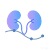 慢性肾职能衰竭模型.png
